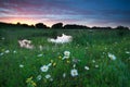 Pink summer sunset over chamomile meadow by lake Royalty Free Stock Photo